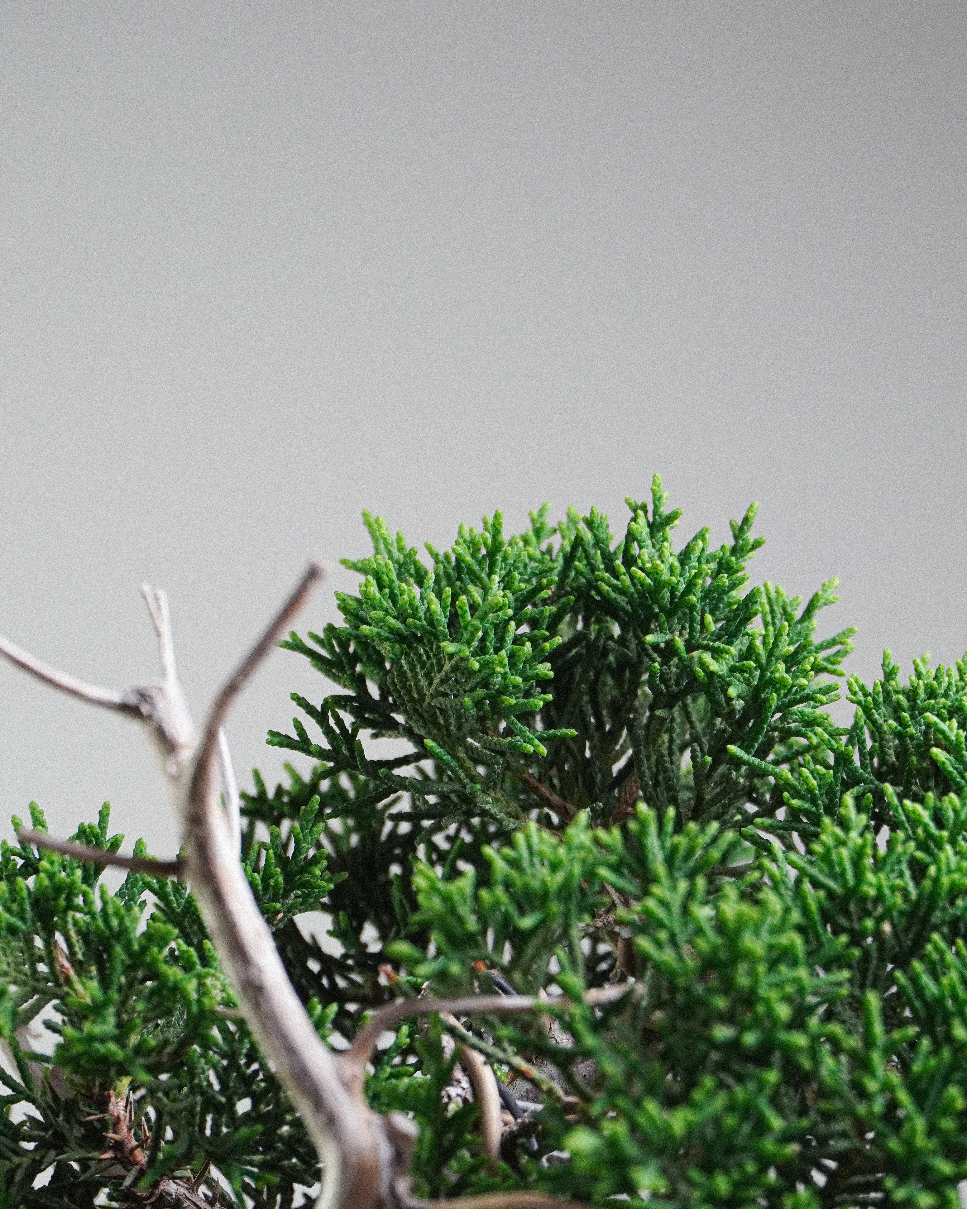 系魚川真柏 Itoigawa Shimpaku Juniper Bonsai 翠綠鱗葉與白色神枝對比特寫 盆景香港室內植物