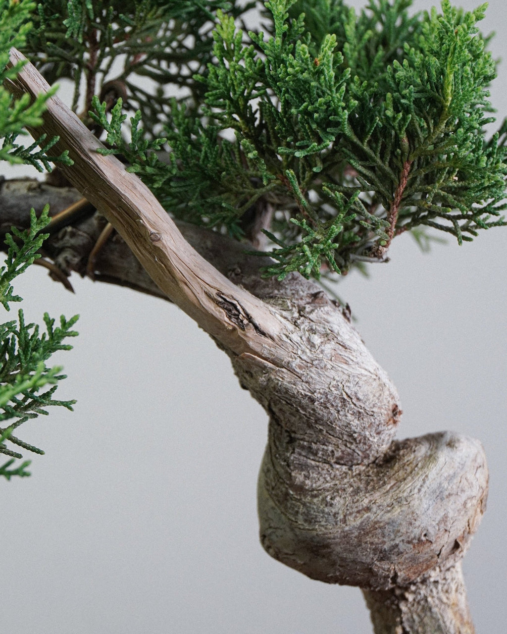 Itoigawa Juniper - Bonso