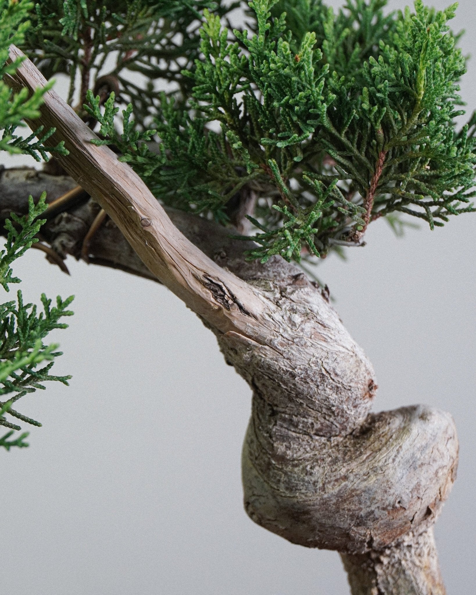 Itoigawa Juniper - Bonso