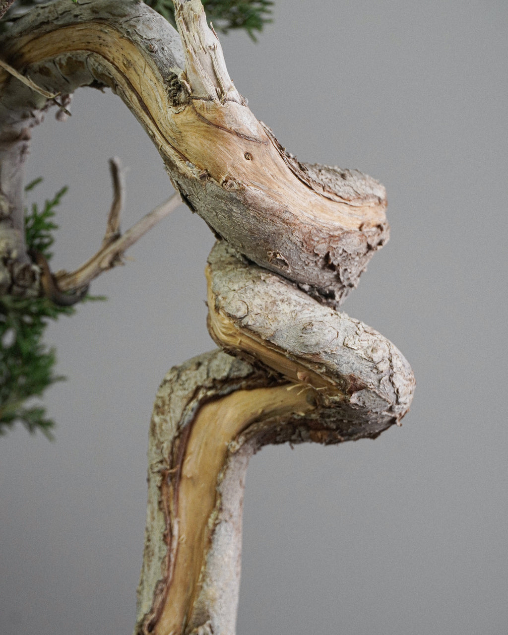 Itoigawa Juniper