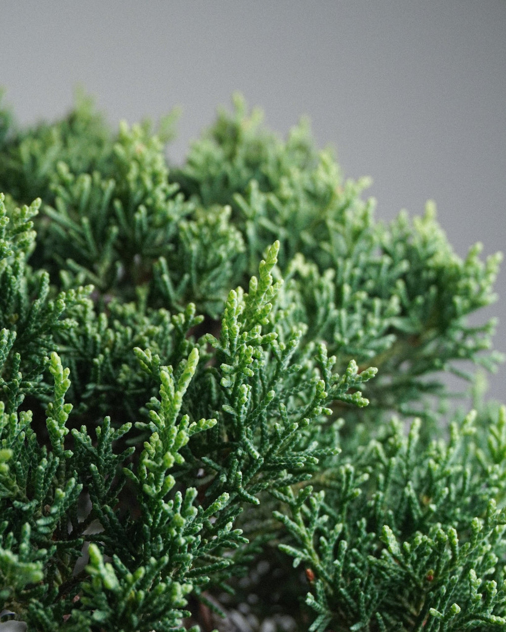 Itoigawa Juniper - Bonso