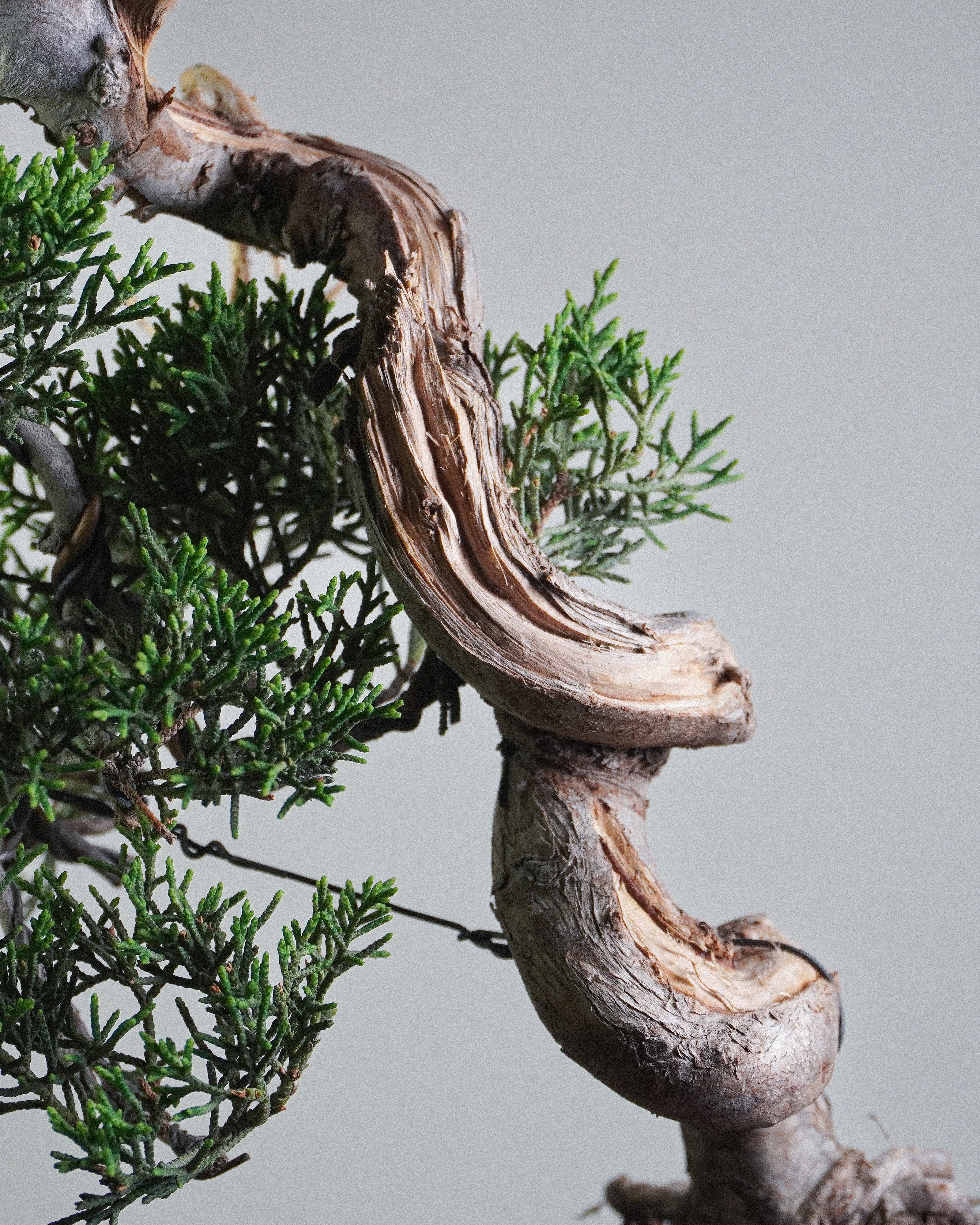 系魚川真柏 Itoigawa Shimpaku Juniper Bonsai 樹幹白色舍利干與木質紋理細節 盆栽香港辦公室植物