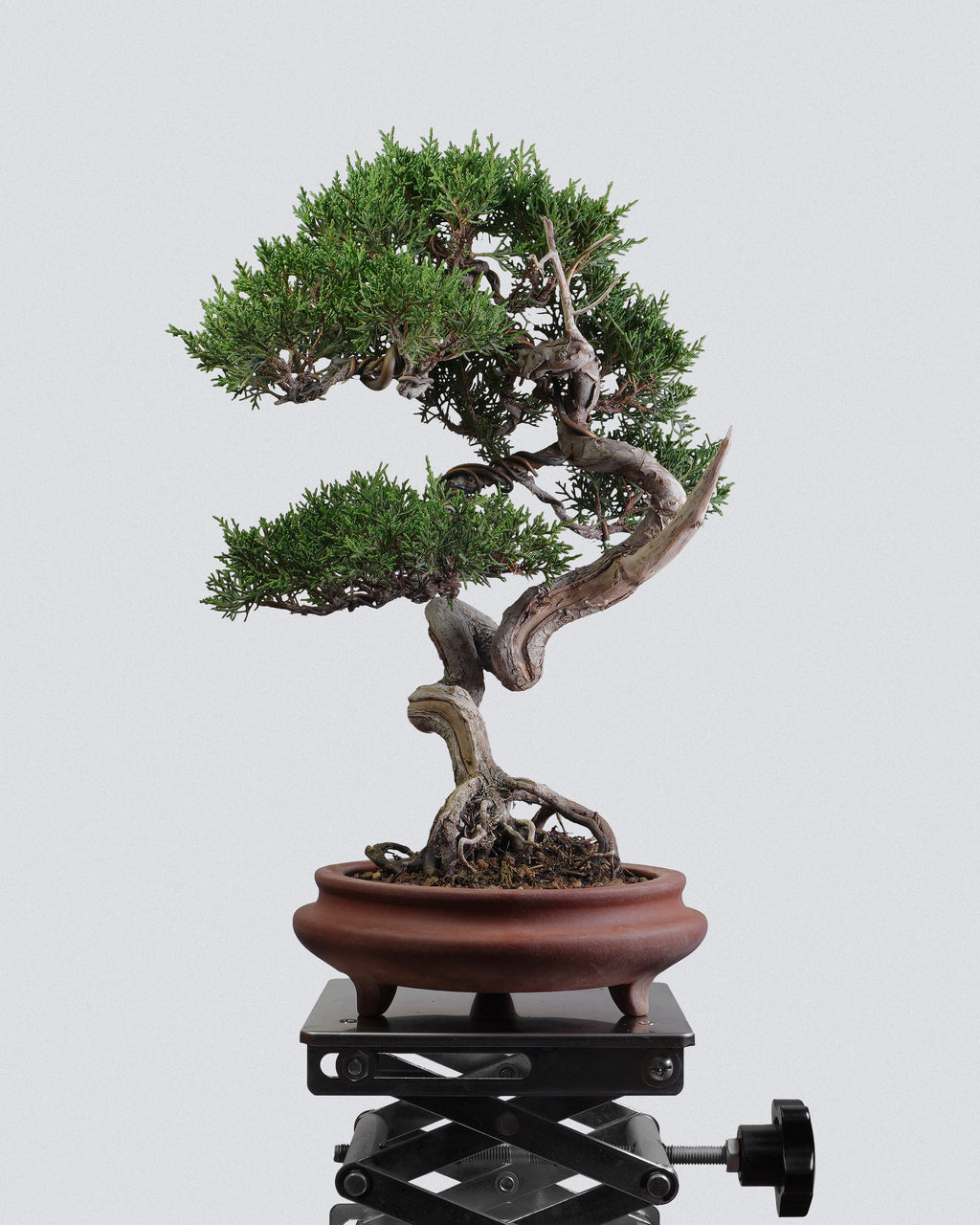 Itoigawa Juniper