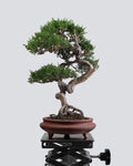 Itoigawa Juniper