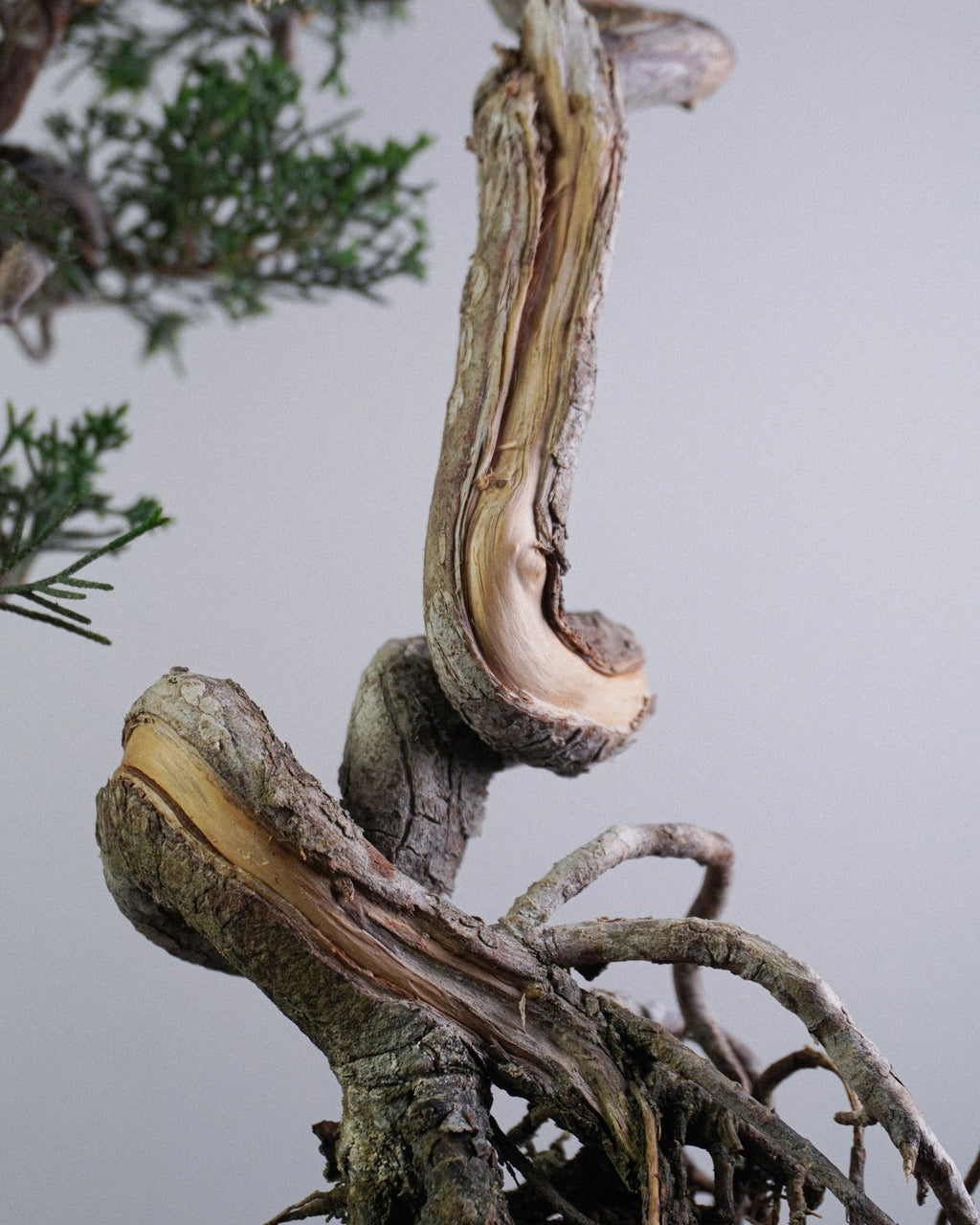 系魚川真柏 Itoigawa Juniper Bonsai 底部抓地提根結構與樹幹基部細節特寫 盆栽香港辦公室植物