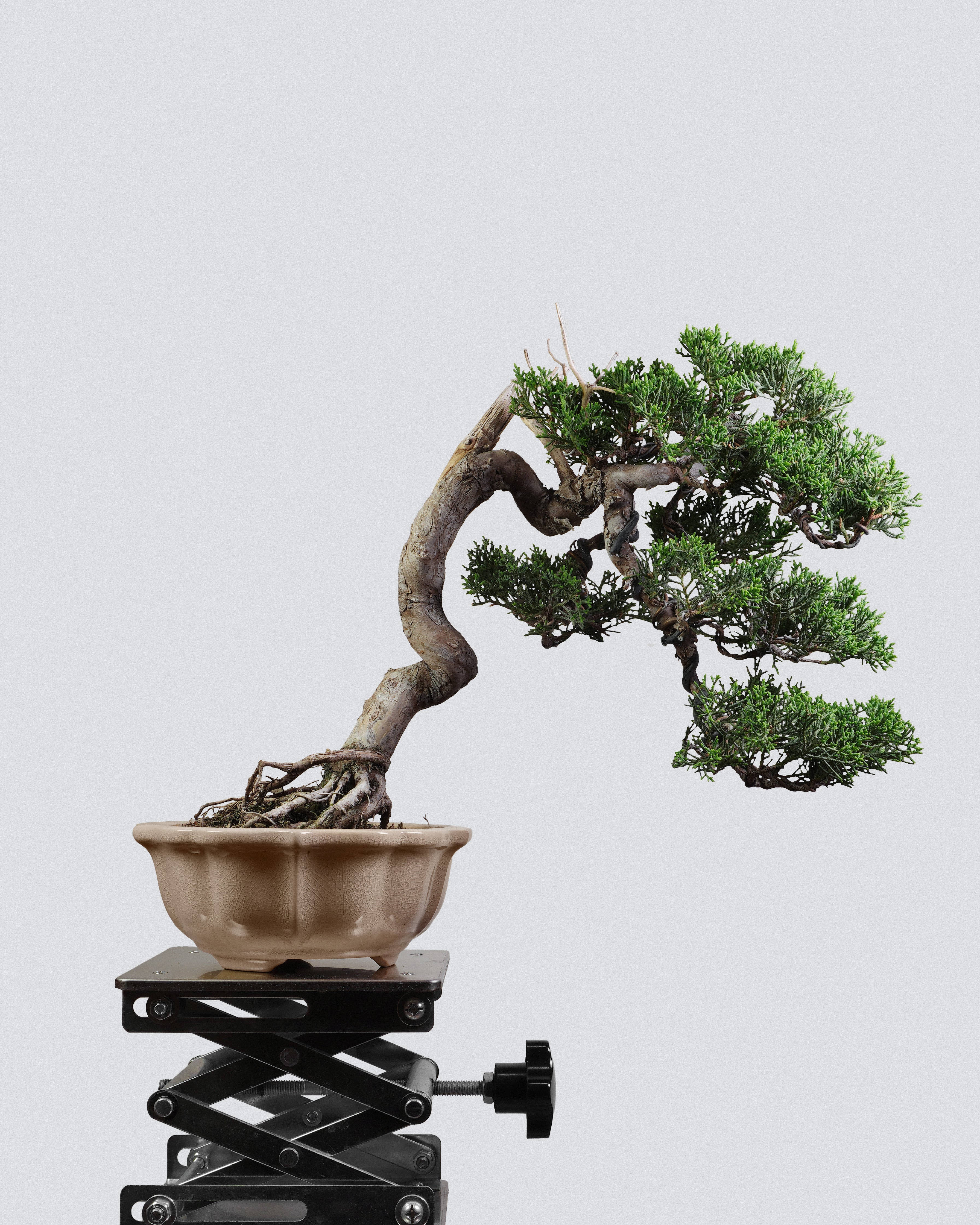 系魚川真柏 Itoigawa Shimpaku Juniper Bonsai 蒼勁斜幹樹勢與枝葉分佈展示 盆景香港室內植物