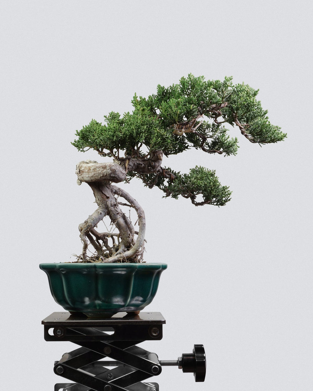 系魚川真柏 Itoigawa Shimpaku Juniper 懸崖動勢與飄枝結構 盆景 香港