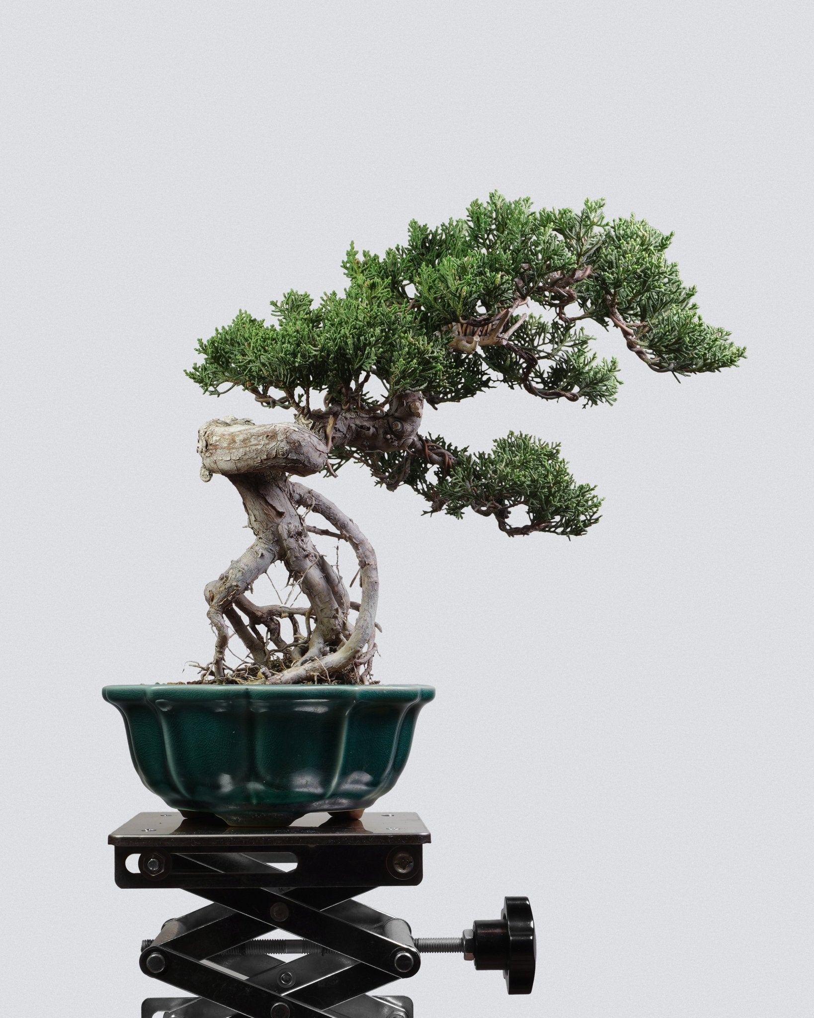 系魚川真柏 Itoigawa Shimpaku Juniper 懸崖動勢與飄枝結構 盆景 香港