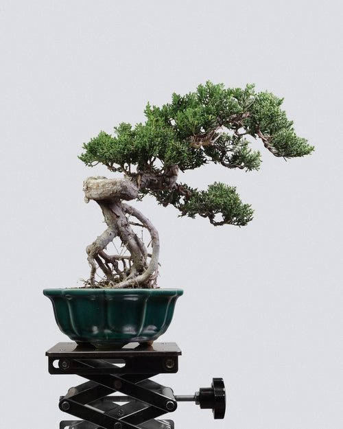 系魚川真柏 Itoigawa Shimpaku Juniper 懸崖動勢與飄枝結構 盆景 香港