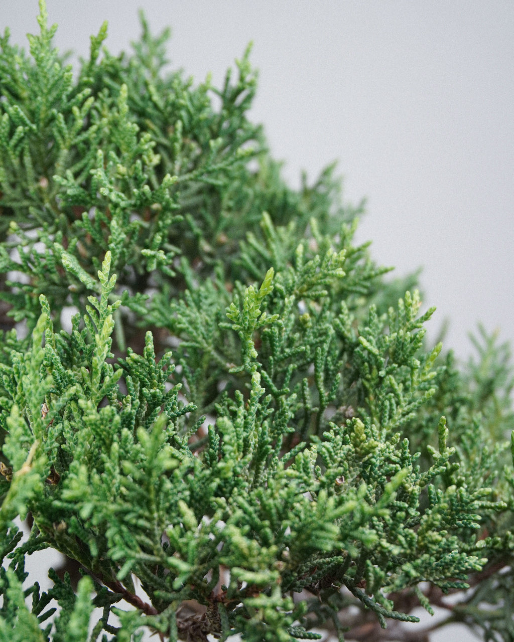 Itoigawa Juniper