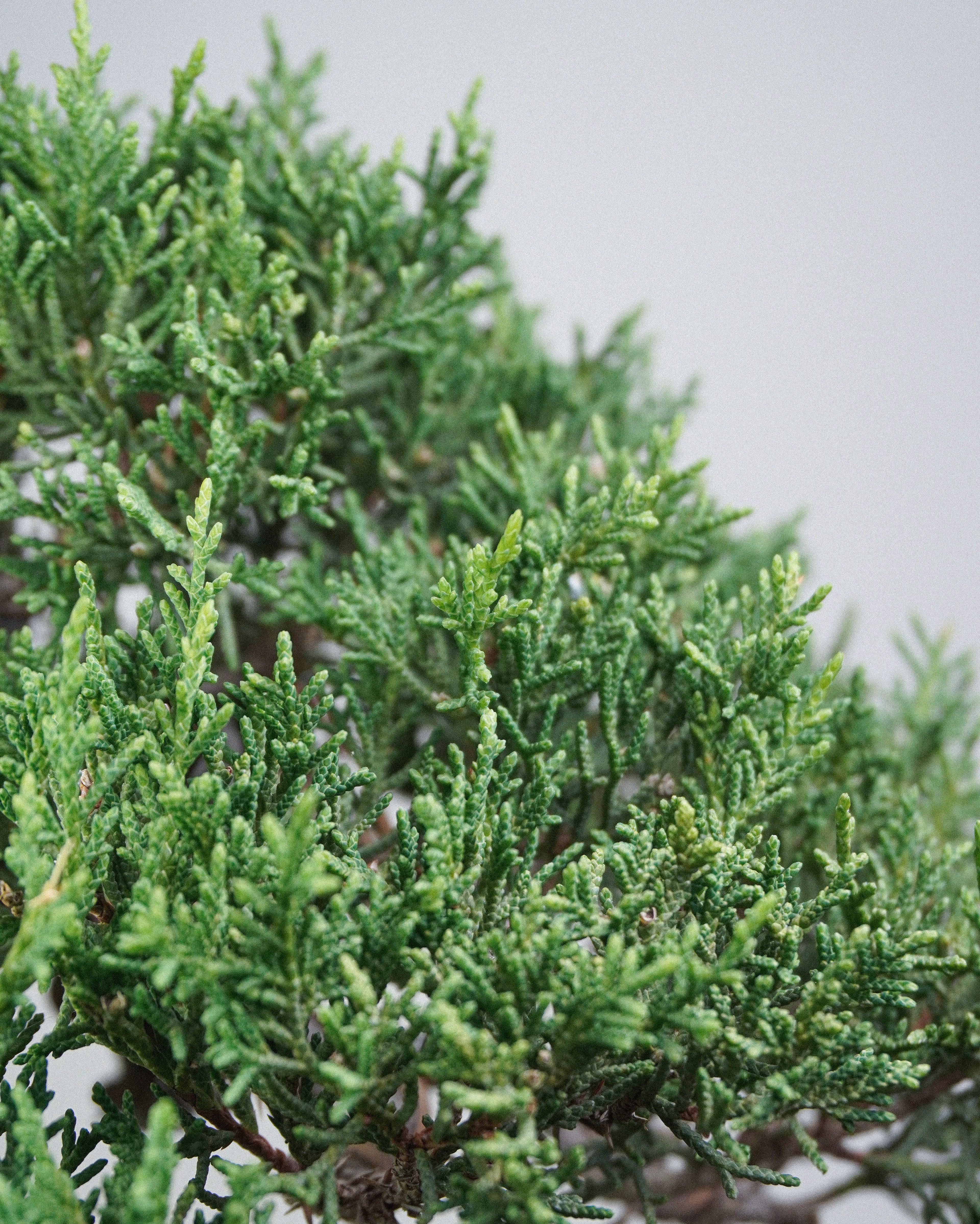 Itoigawa Juniper