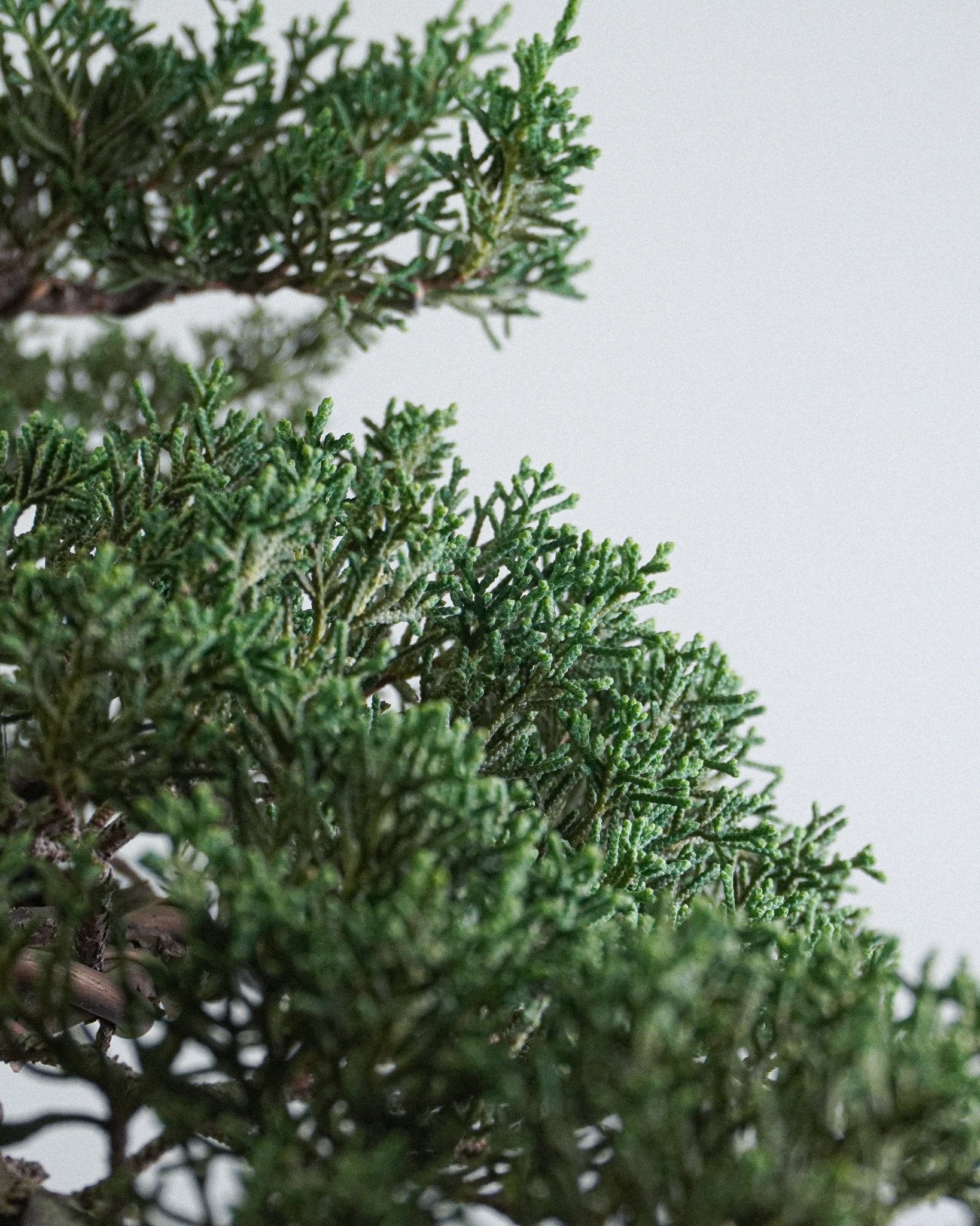 系魚川真柏 Itoigawa Shimpaku Juniper 茂密翠綠鱗葉與層次分佈特寫 盆栽香港辦公室植物