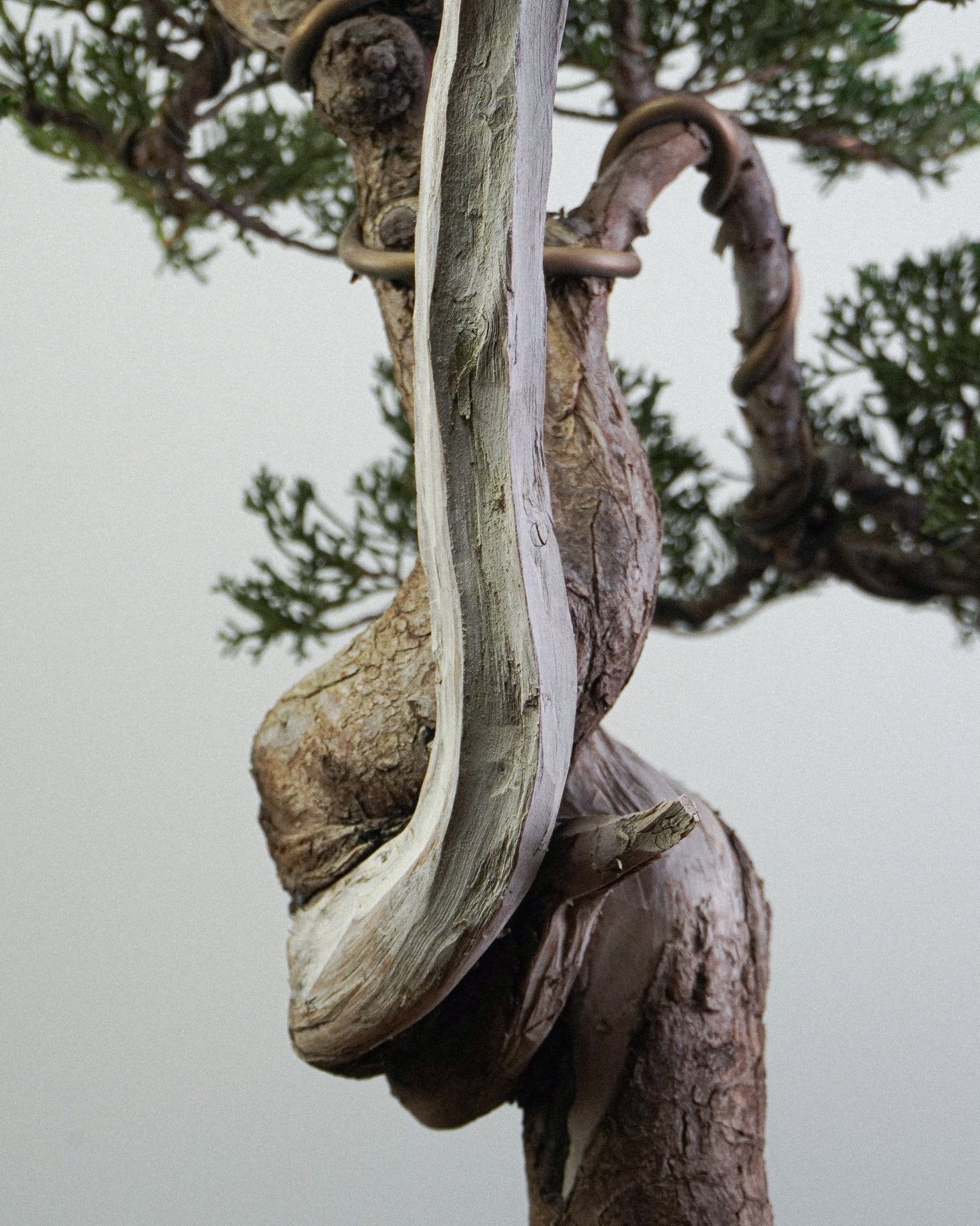 系魚川真柏 Itoigawa Shimpaku Juniper 螺旋狀樹幹與舍利干細節特寫 盆栽香港辦公室植物