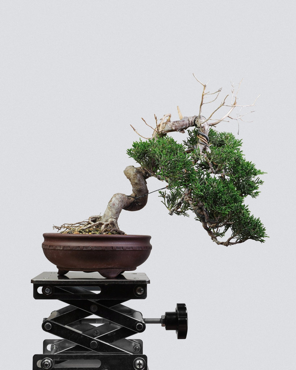 Itoigawa Juniper - Bonso