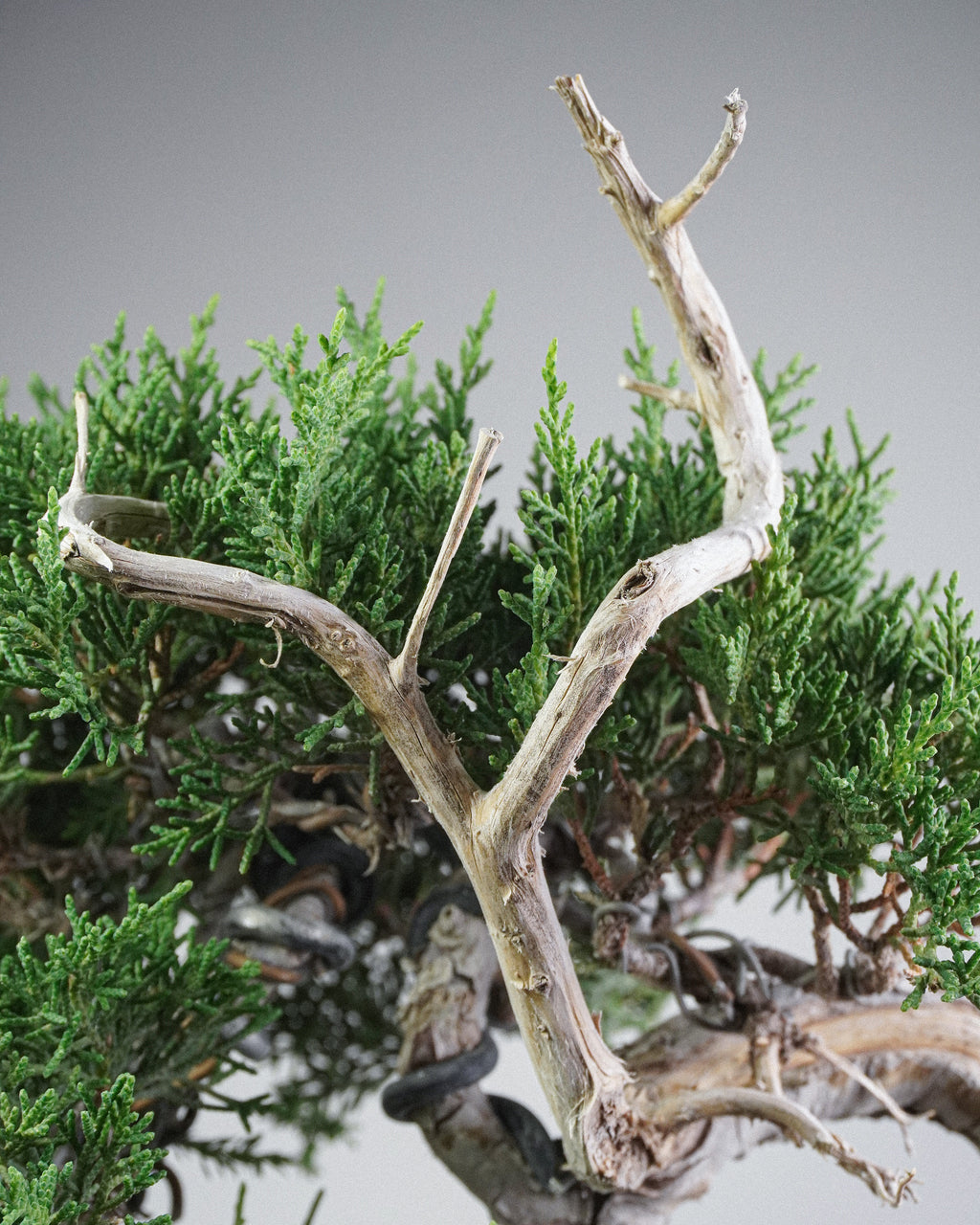 Itoigawa Juniper