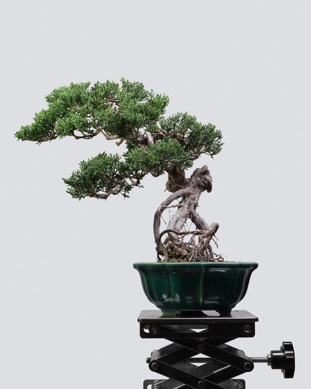 系魚川真柏 Itoigawa Shimpaku Juniper 提根造型配綠釉圓盆 香港 盆景