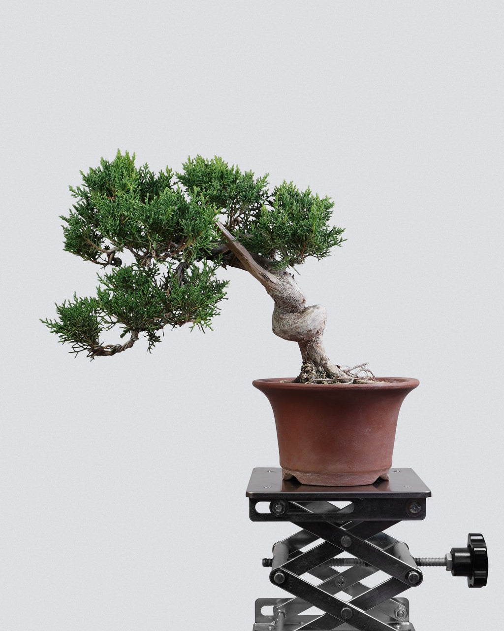 Itoigawa Juniper - Bonso