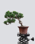 Itoigawa Juniper - Bonso