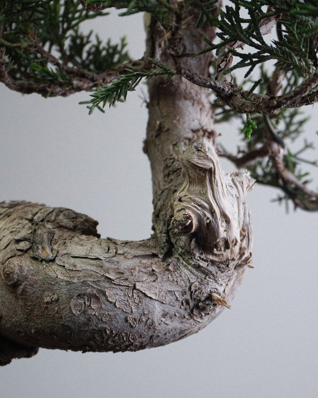 系魚川真柏 Itoigawa Juniper Bonsai 荒皮質感與木質部紋理展示 香港盆景