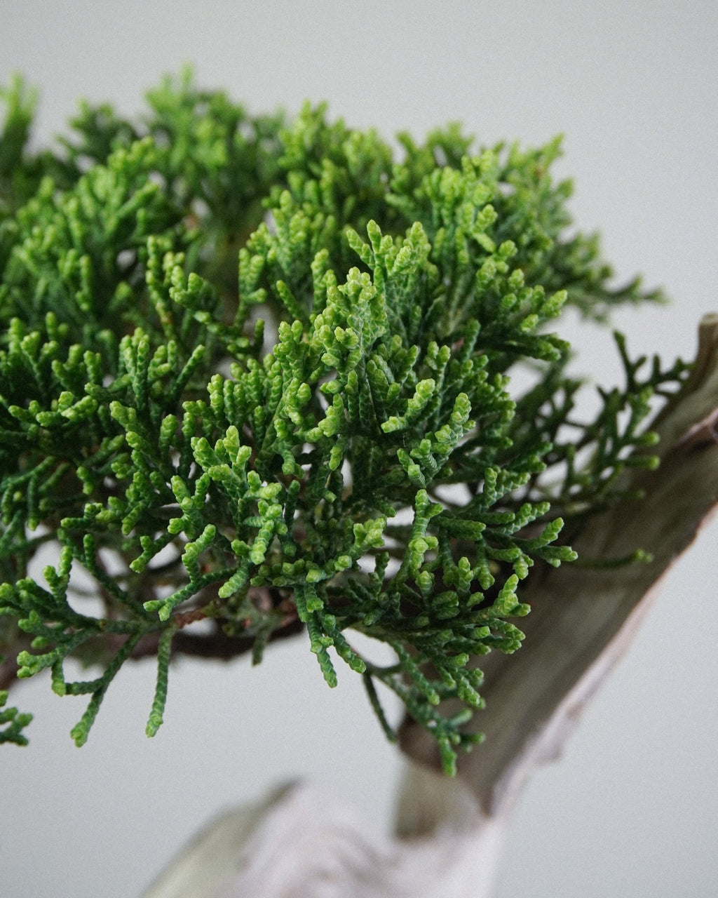 Itoigawa Juniper - Bonso