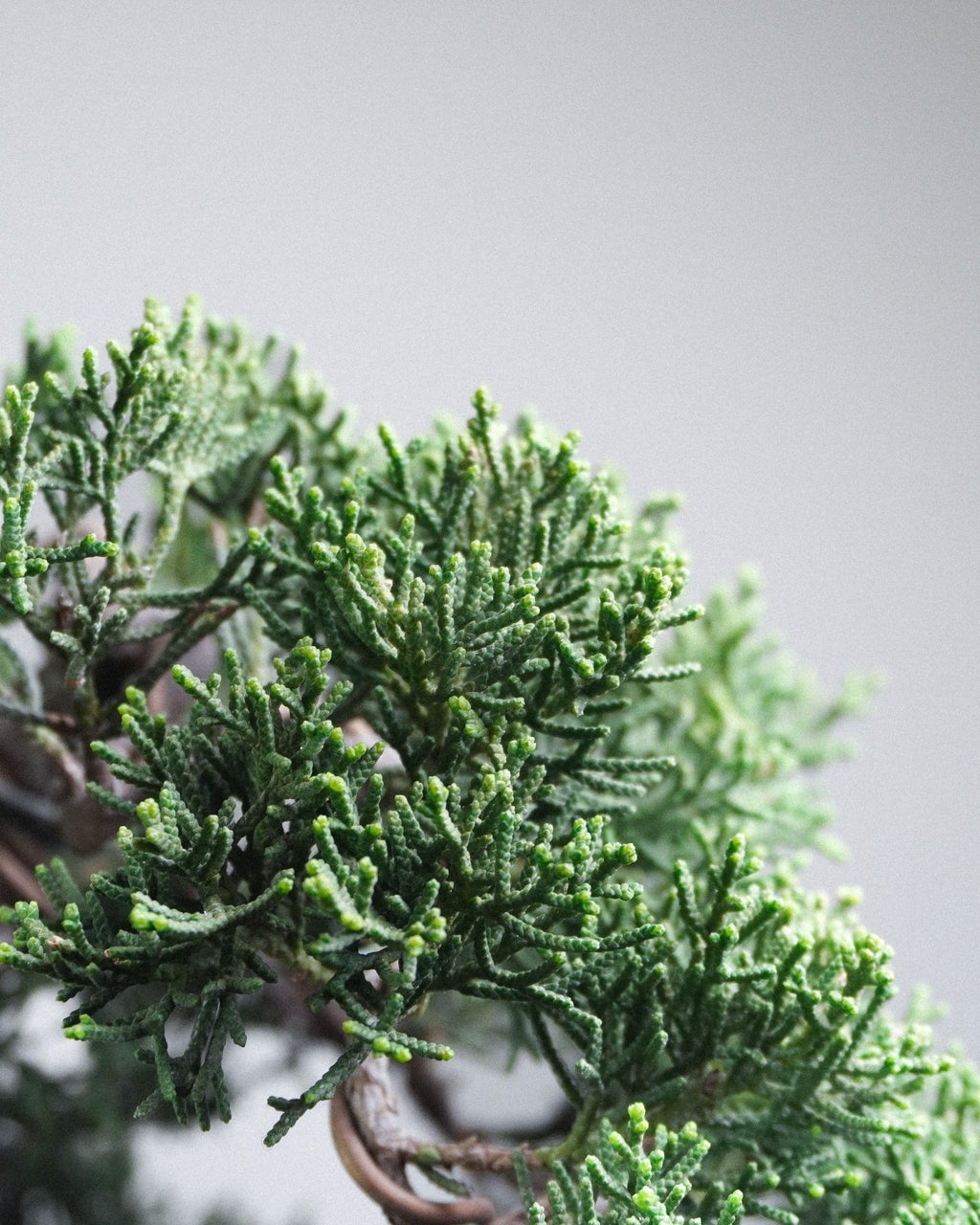 系魚川真柏 Itoigawa Shimpaku Juniper 翠綠細密鱗葉層次展示 辦公室桌上盆栽