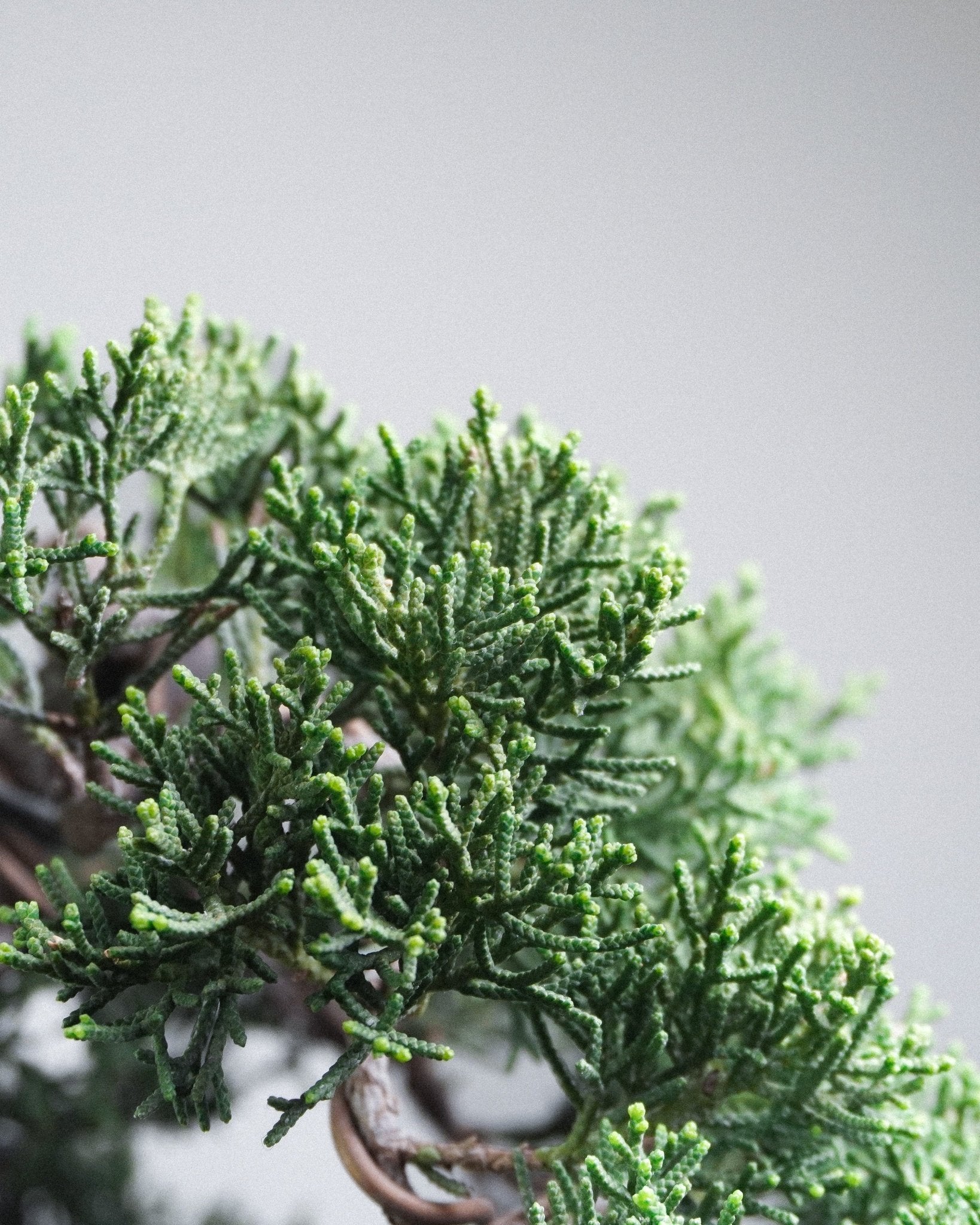 系魚川真柏 Itoigawa Shimpaku Juniper 翠綠細密鱗葉層次展示 辦公室桌上盆栽