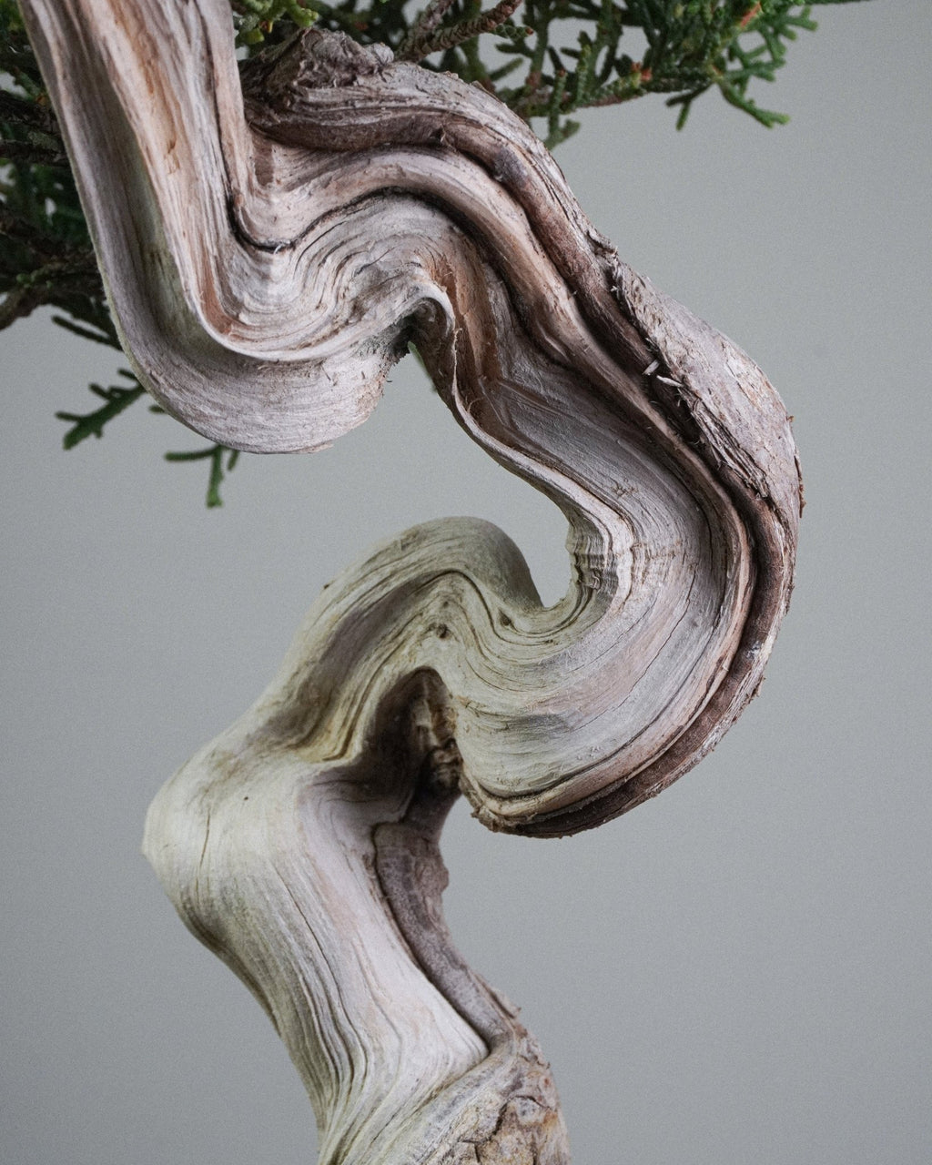 Itoigawa Juniper - Bonso
