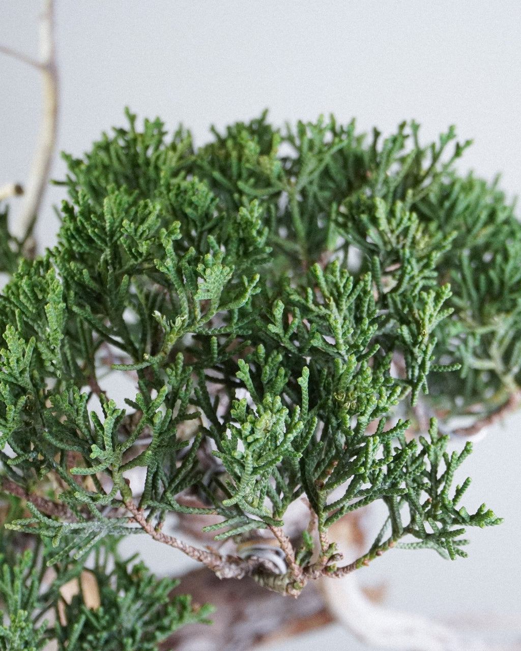 系魚川真柏 Itoigawa Shimpaku Juniper 翠綠細密鱗葉特寫 辦公室桌上盆栽