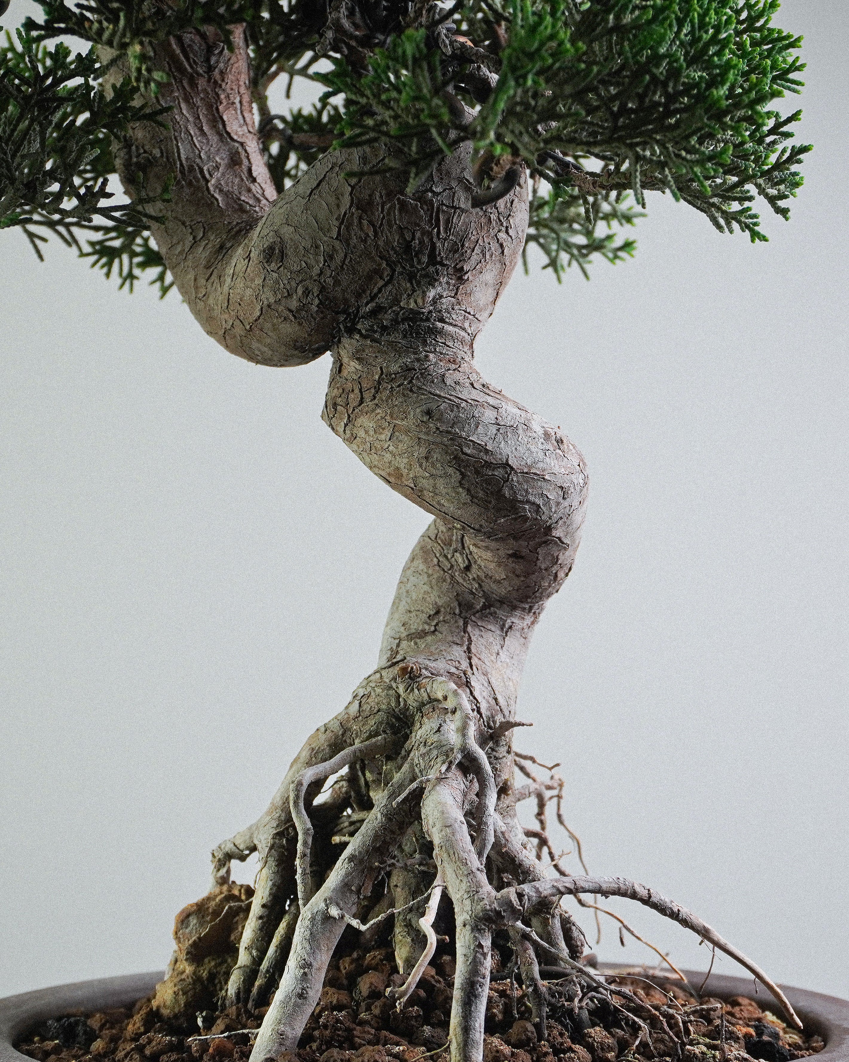 系魚川真柏 Itoigawa Shimpaku Juniper Bonsai 螺旋狀扭曲樹幹與提根結構特寫 盆栽香港辦公室植物