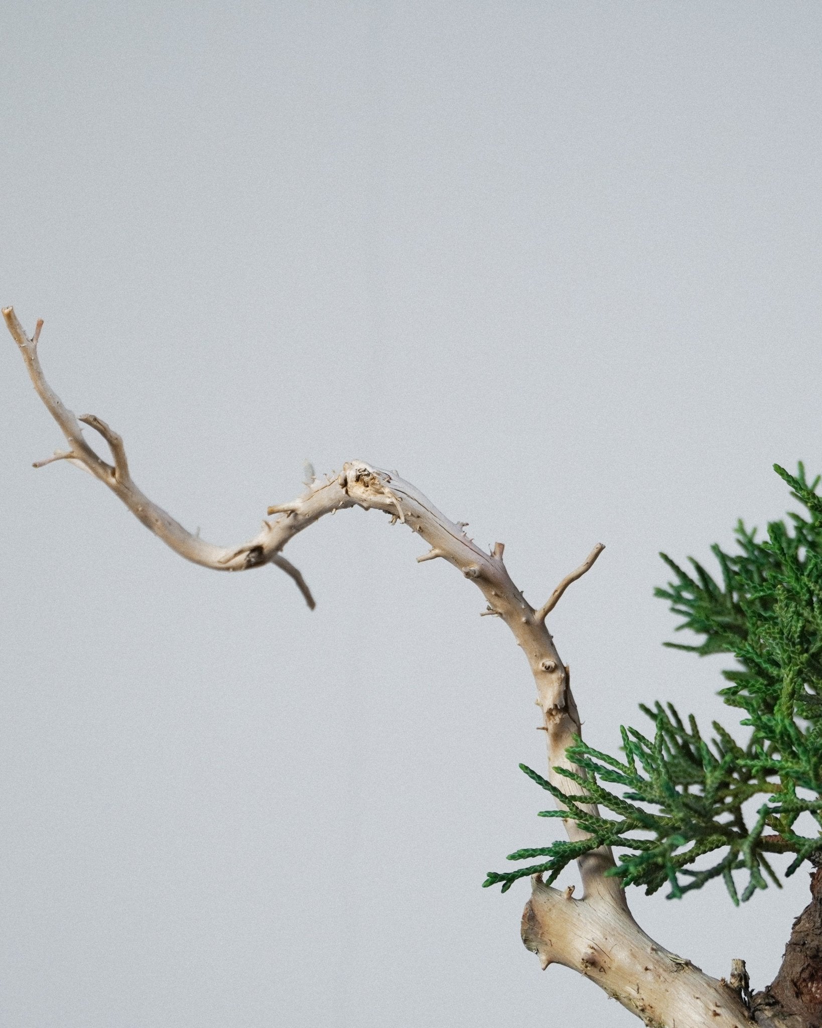 系魚川真柏 Itoigawa Shimpaku Juniper 白色神枝末端與枯榮對比細節 盆景造型藝術