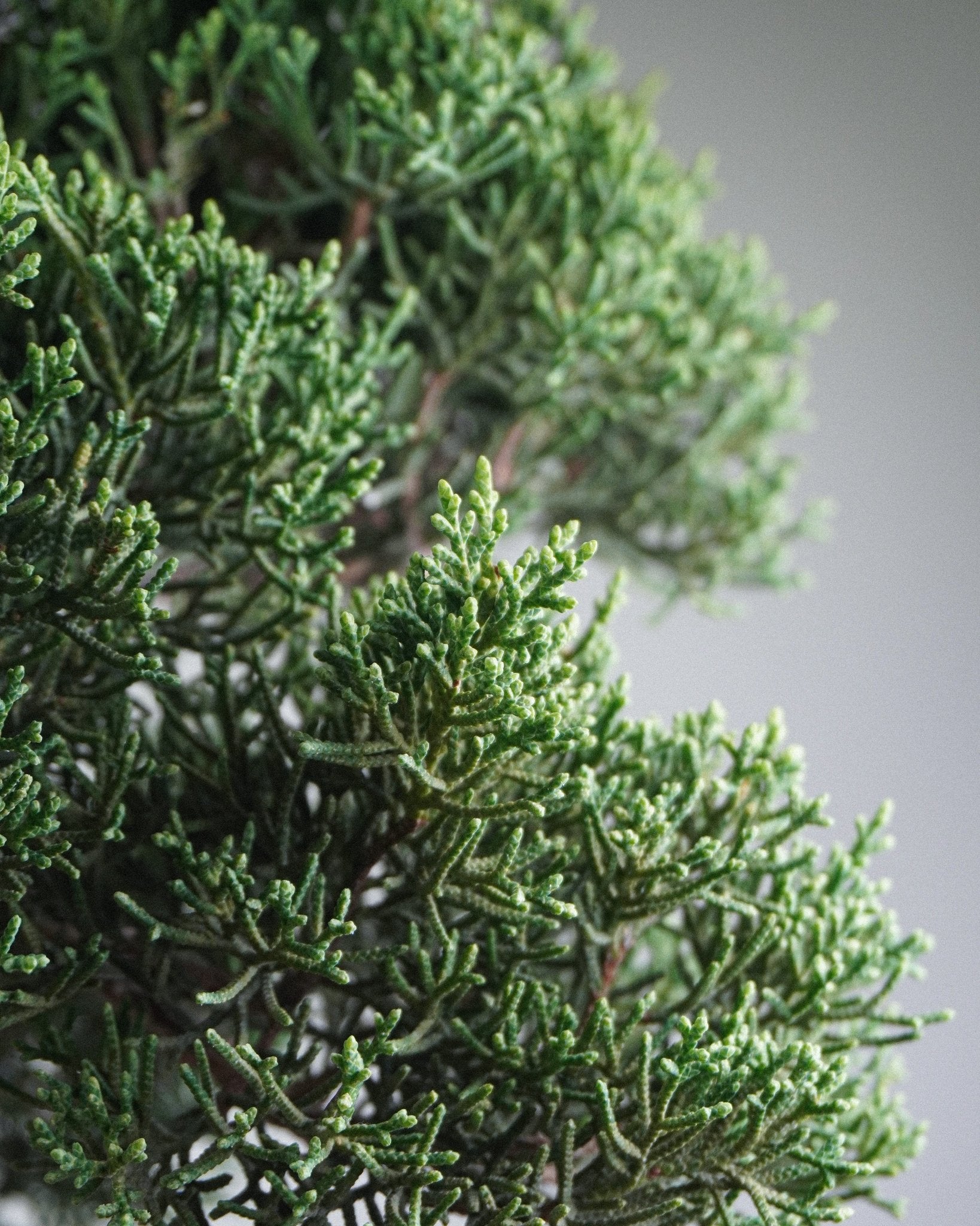Itoigawa Juniper - Bonso