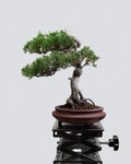 Itoigawa Juniper