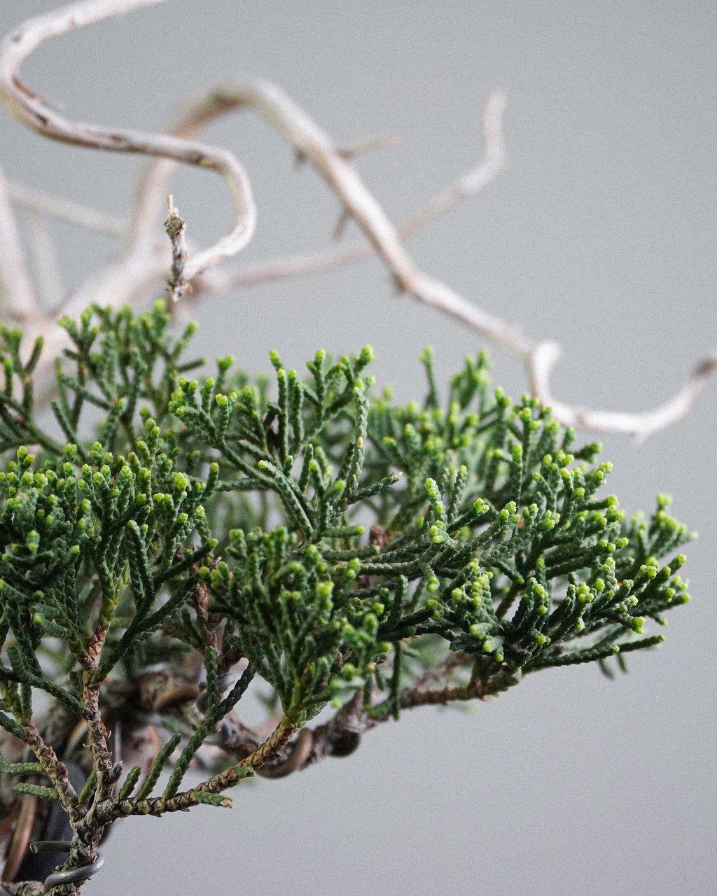 系魚川真柏 Itoigawa Shimpaku Juniper 翠綠細密鱗葉與白化枯木對比 盆栽香港辦公室植物