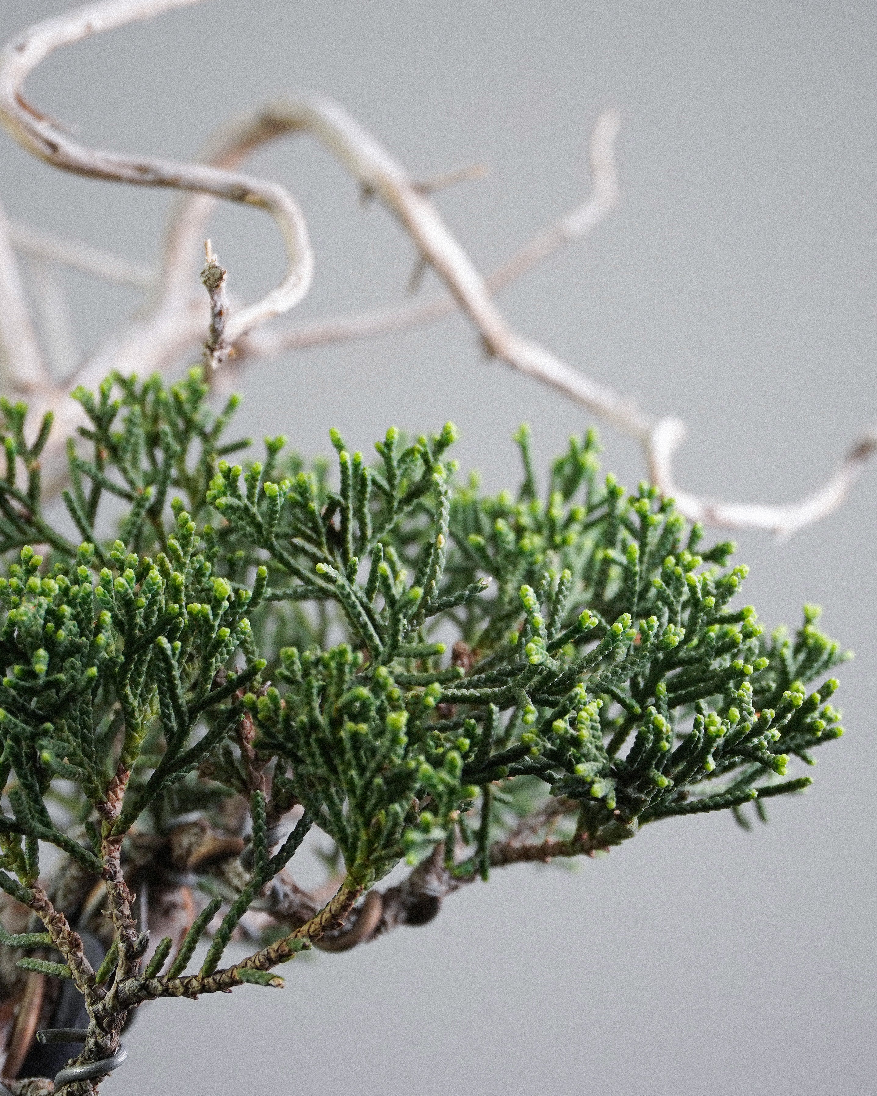 系魚川真柏 Itoigawa Shimpaku Juniper 翠綠細密鱗葉與白化枯木對比 盆栽香港辦公室植物