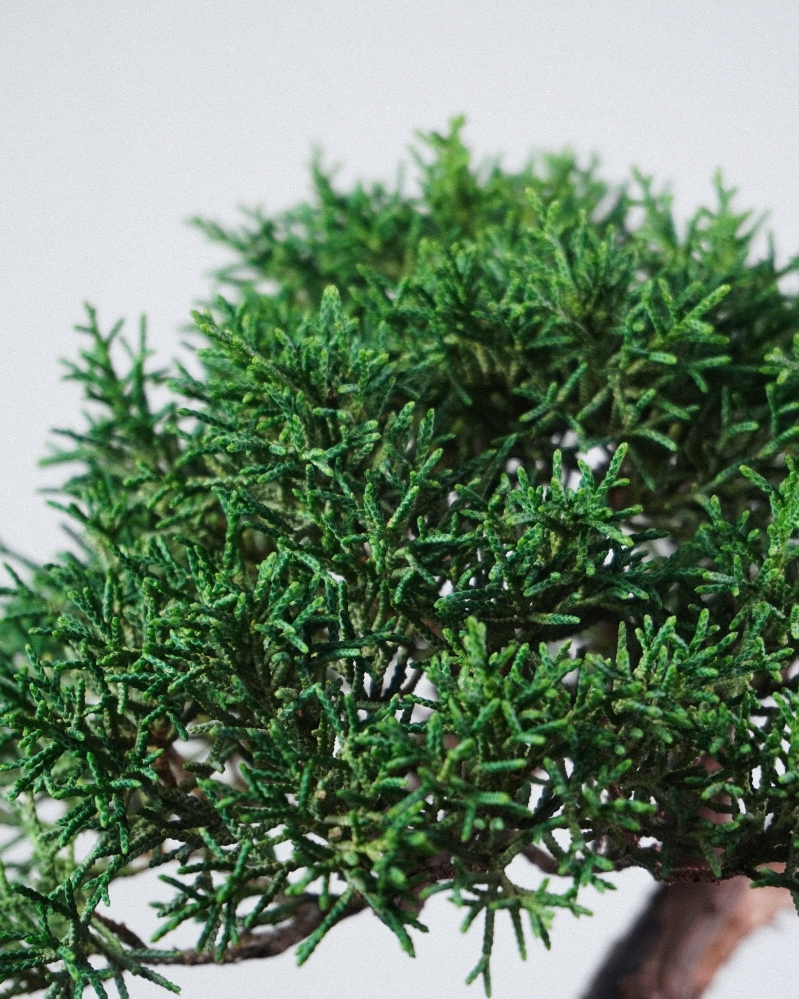 系魚川真柏 Itoigawa Shimpaku Juniper 翠綠細密鱗葉頂部特寫 室内綠色裝飾