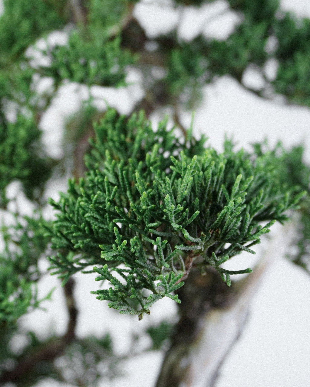 系魚川真柏 Itoigawa Juniper Bonsai 翠綠細密鱗葉層次展示 室内盆景
