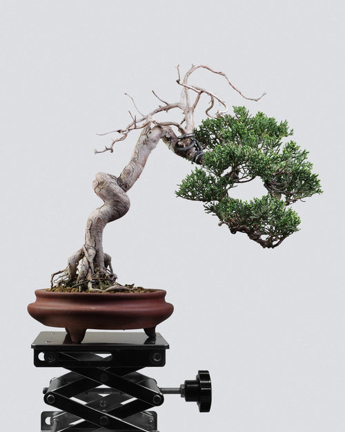 系魚川真柏 Itoigawa Shimpaku Juniper 大S型扭幹提根造型配紅泥圓盆 盆景香港辦公室植物