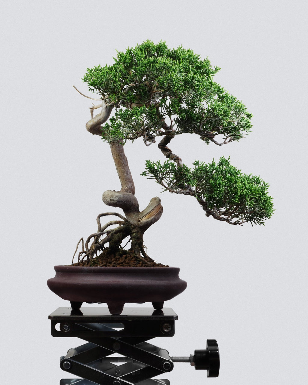 系魚川真柏 Itoigawa Juniper Bonsai 穩定樹冠與強烈扭曲主幹展示 盆景香港室內植物