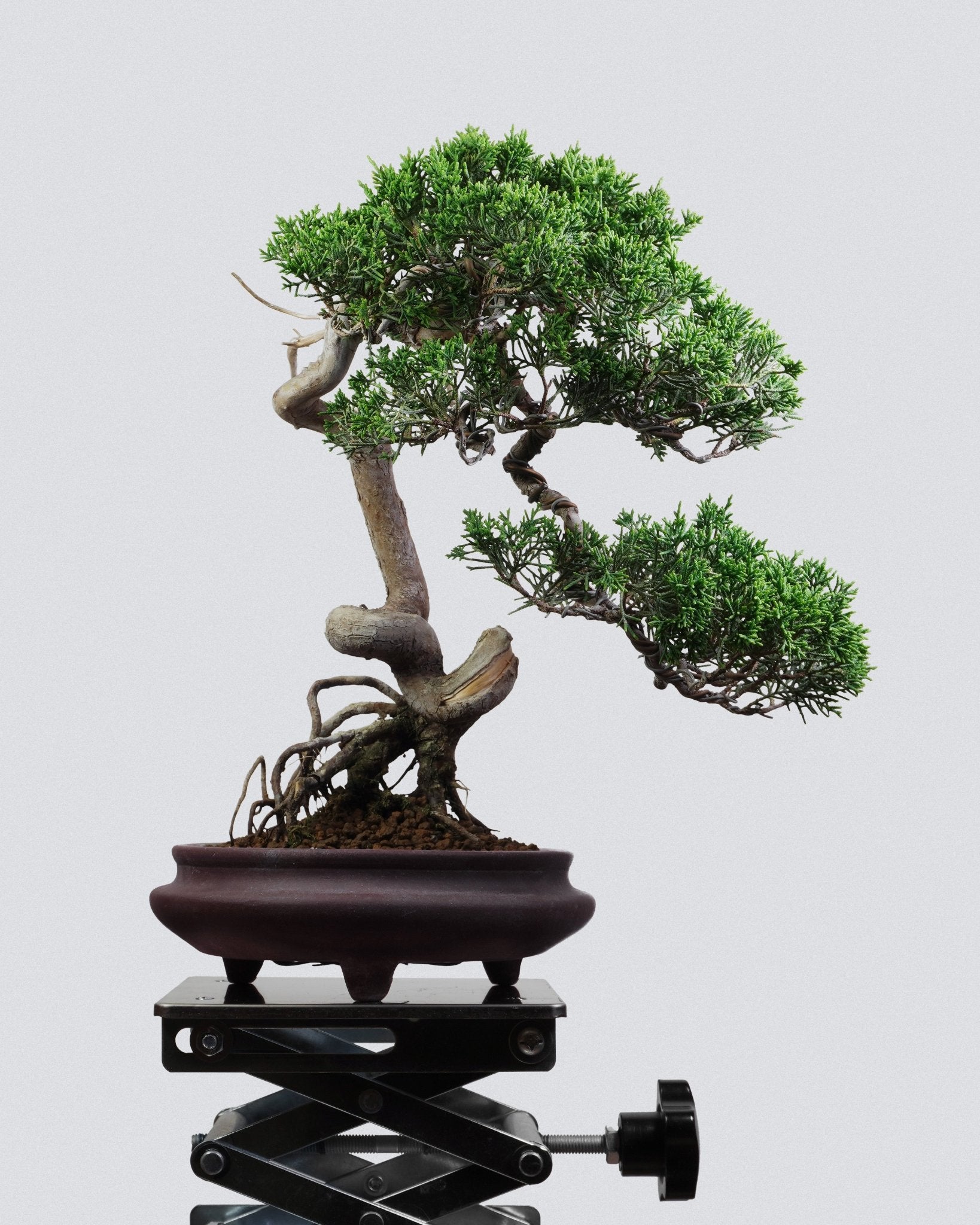 系魚川真柏 Itoigawa Juniper Bonsai 穩定樹冠與強烈扭曲主幹展示 盆景香港室內植物