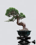 系魚川真柏 Itoigawa Juniper Bonsai 扭幹造型 盆景香港