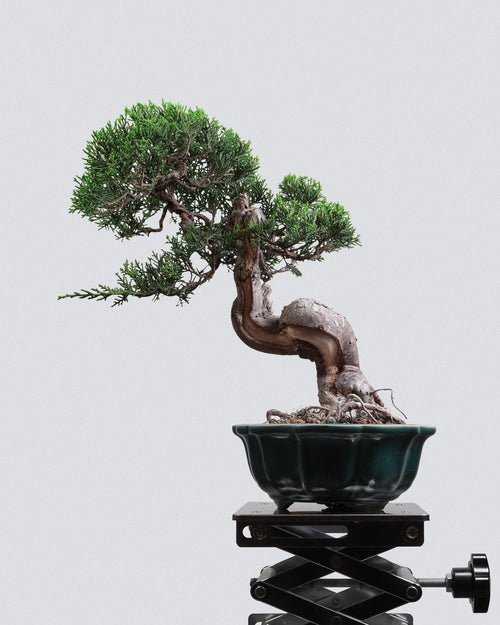 系魚川真柏 Itoigawa Juniper Bonsai 扭幹造型 盆景香港