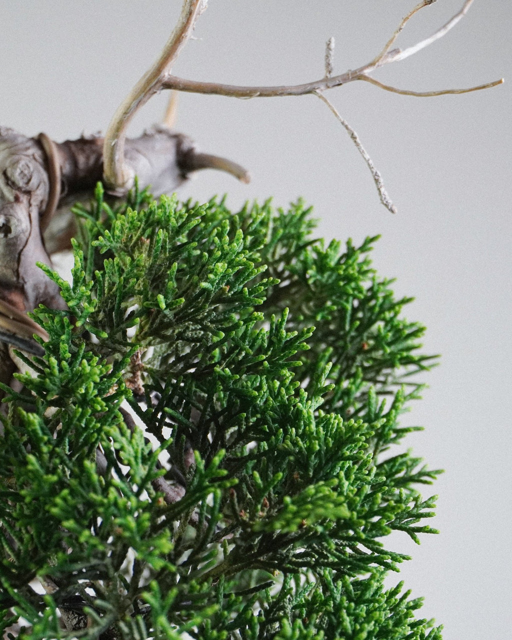 Itoigawa Juniper - Bonso