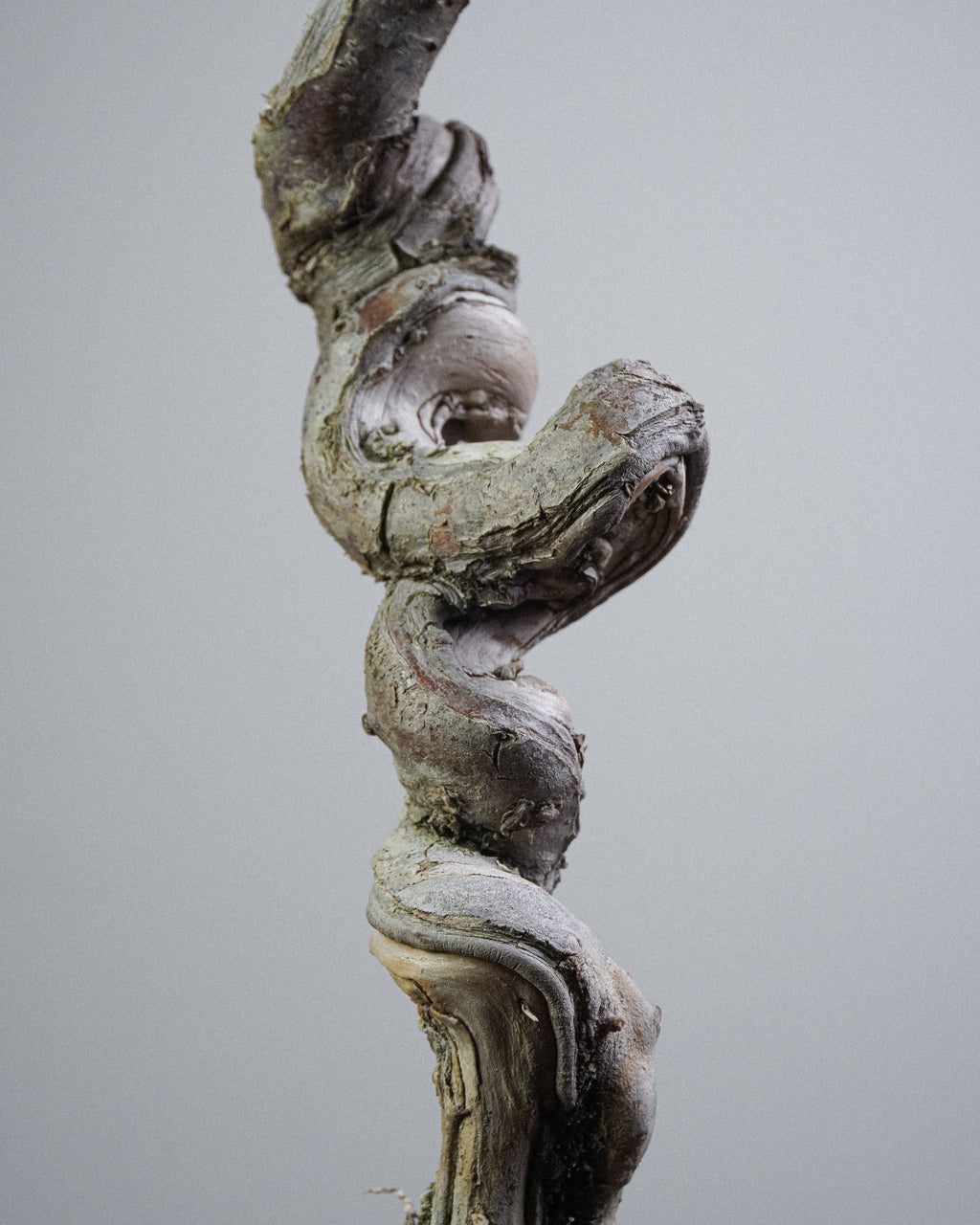 Itoigawa Juniper