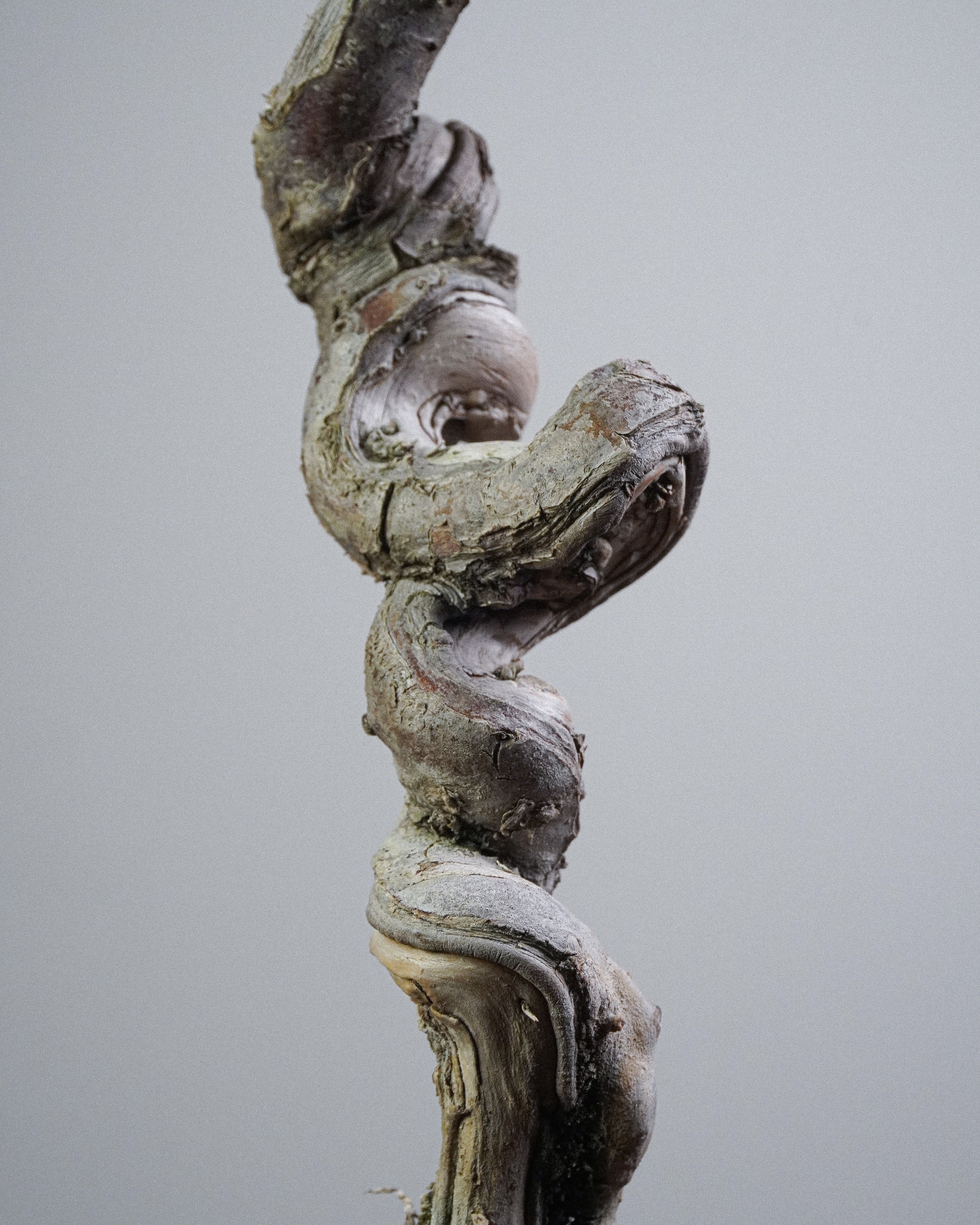 Itoigawa Juniper