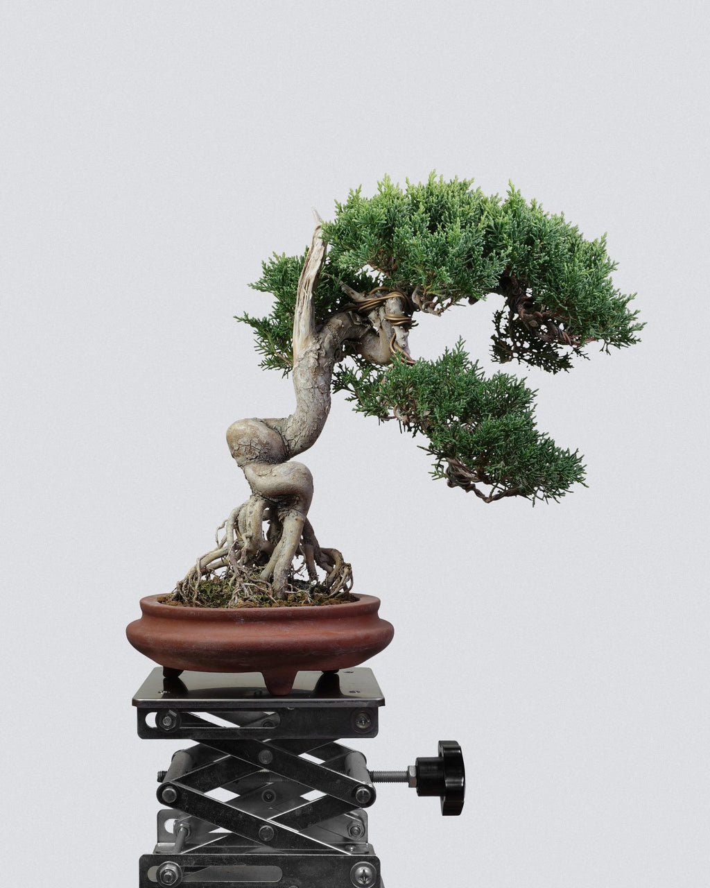Itoigawa Juniper - Bonso