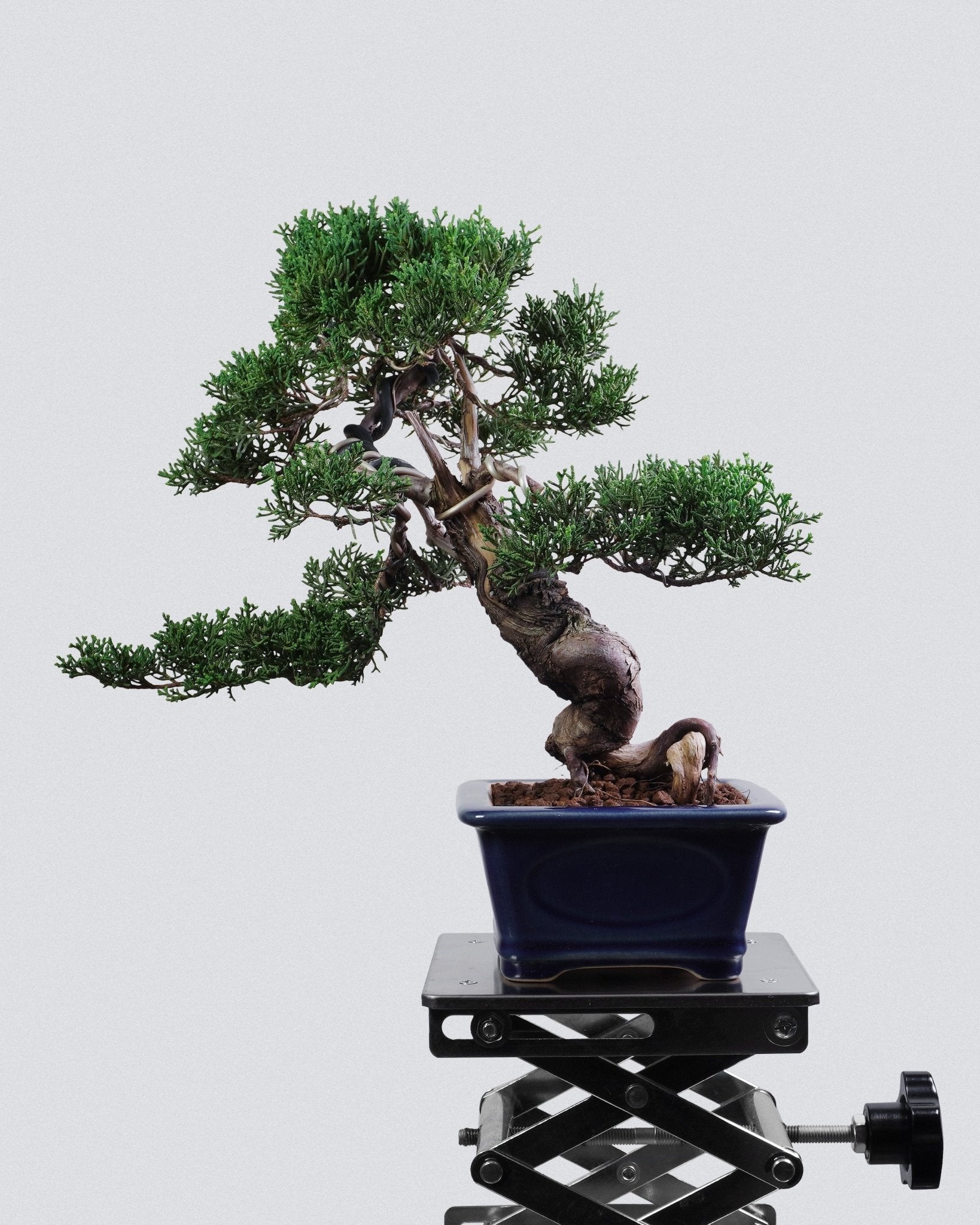 系魚川真柏 Itoigawa Shimpaku Juniper 蒼勁樹冠與空間層次展示 盆景香港室內植物