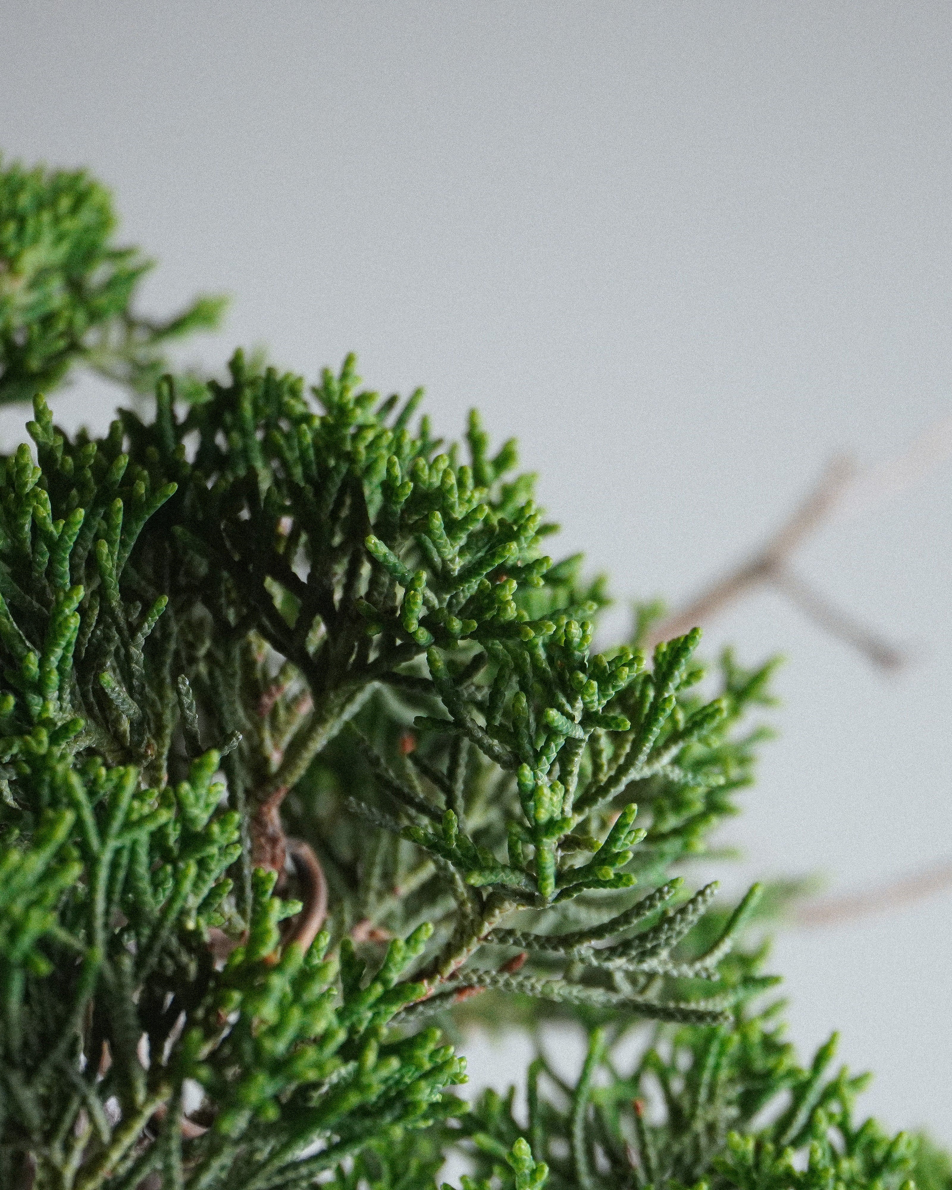 系魚川真柏 Itoigawa Shimpaku Juniper Bonsai 翠綠細密鱗葉層次與葉團特寫 盆栽香港室內植物