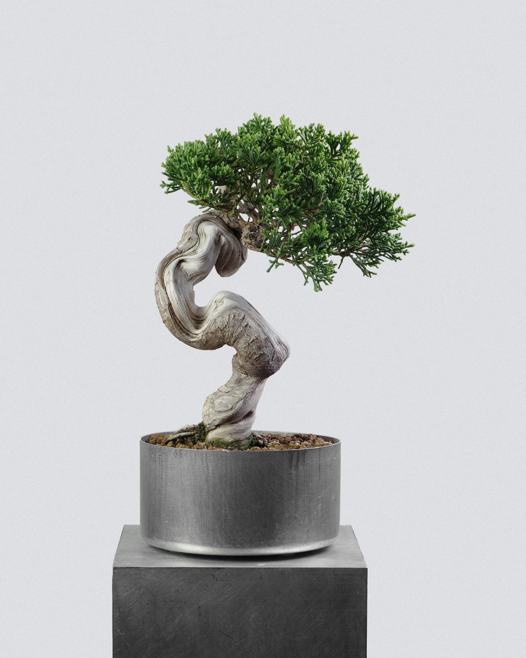 Itoigawa Juniper - Bonso