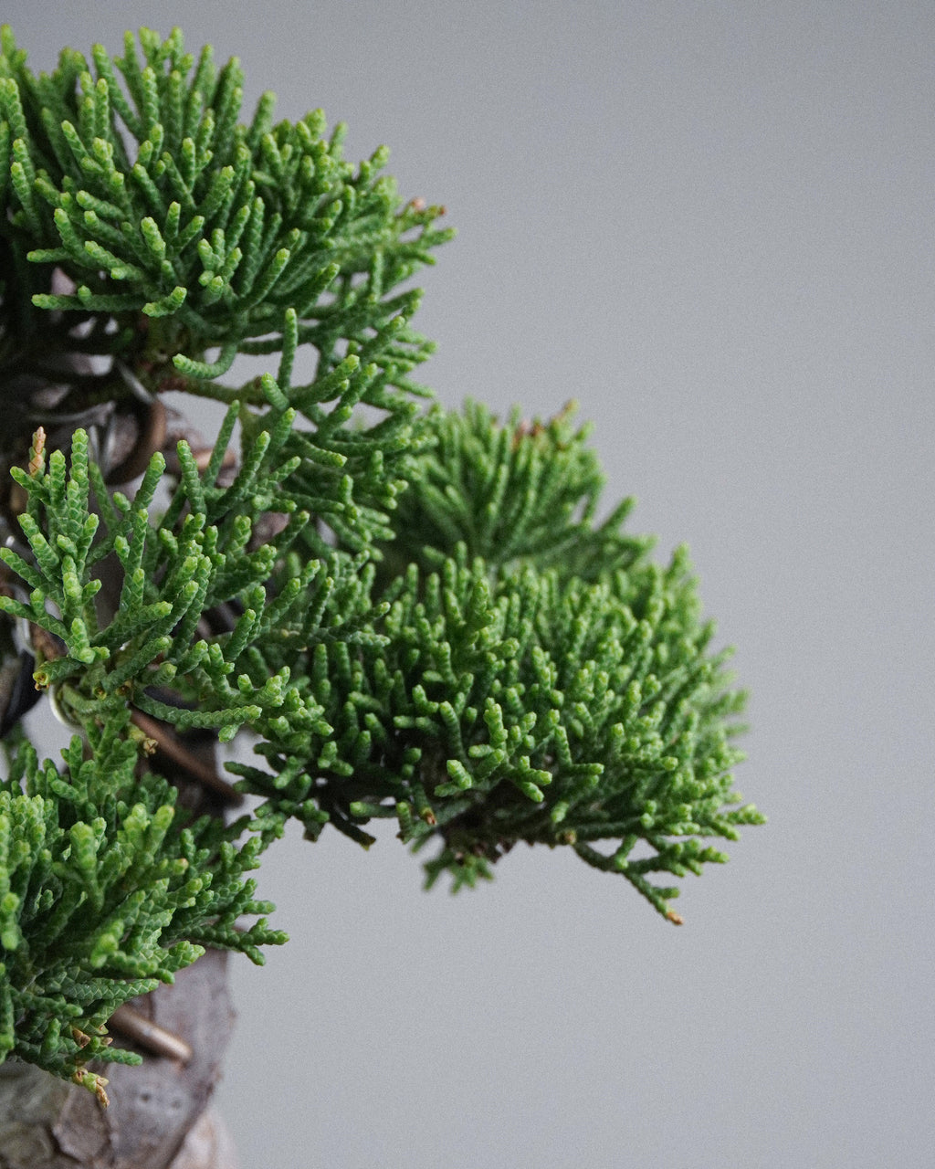Itoigawa Juniper