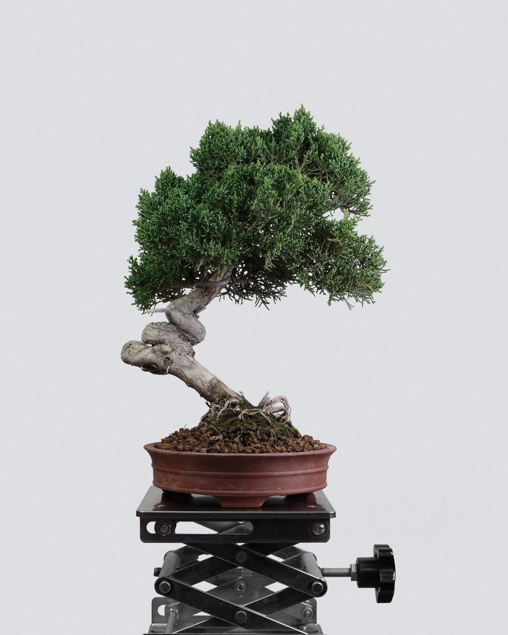 Itoigawa Juniper - Bonso